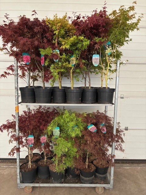 Acer mix 5/8 species