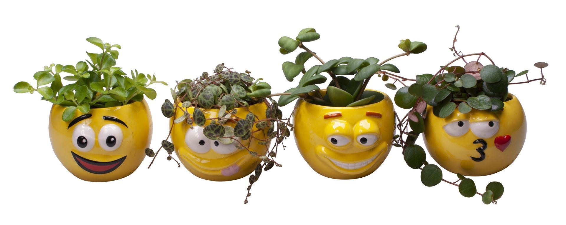 Peperomia L 65493 with Peperomia Hanging Mix