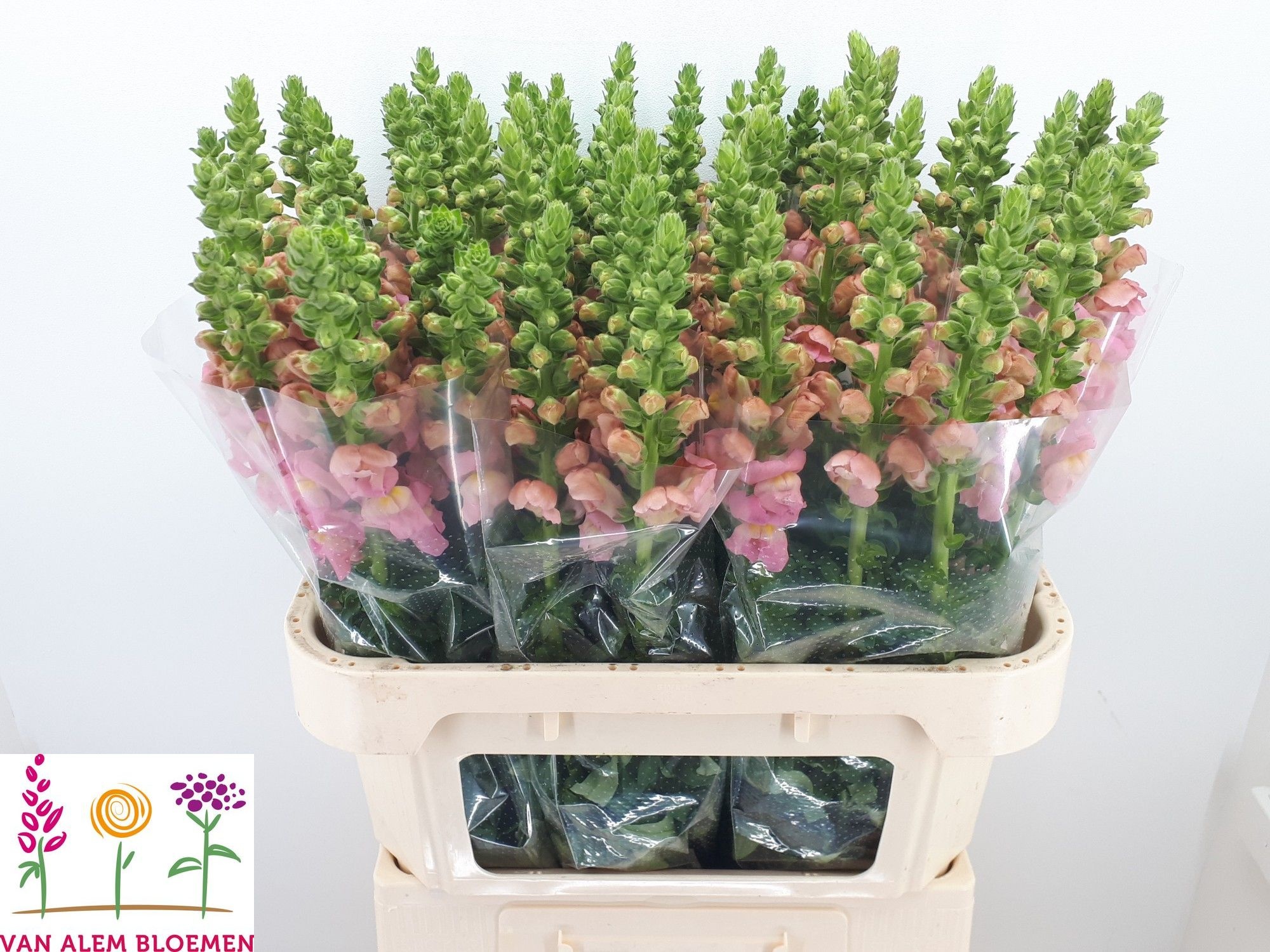 Antirrhinum Opus Pink 70cm
