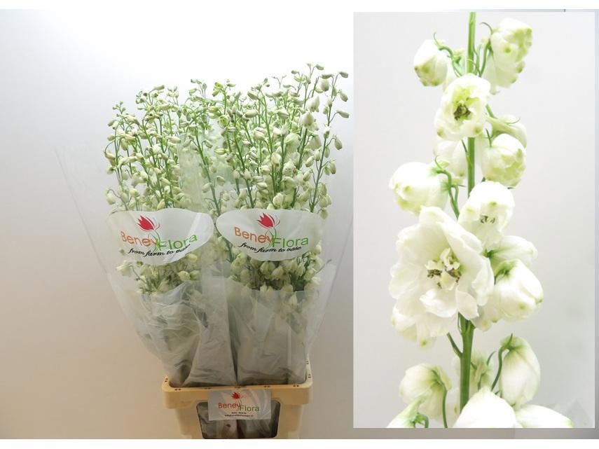 Delphinium Elatum Guard White 100cm