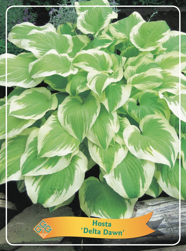 Picture of Hosta Mix 6x10 srt. per shelve P11