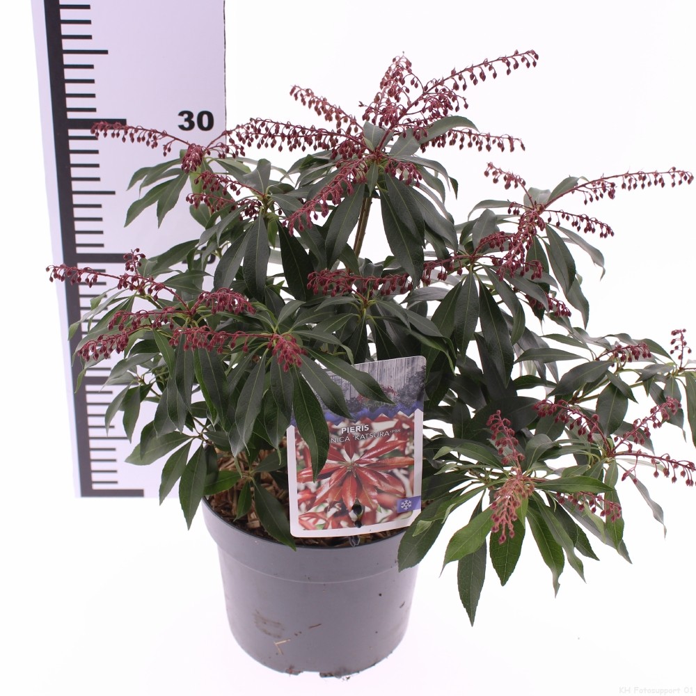 Picture of Pieris jap. 'Katsura'