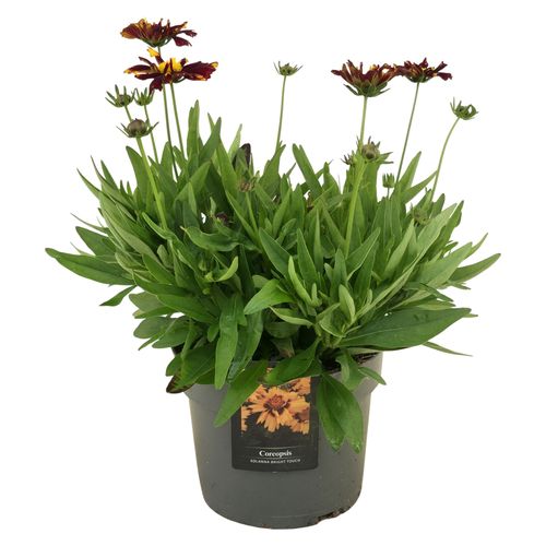 Coreopsis Uptick Red p17 Florizon