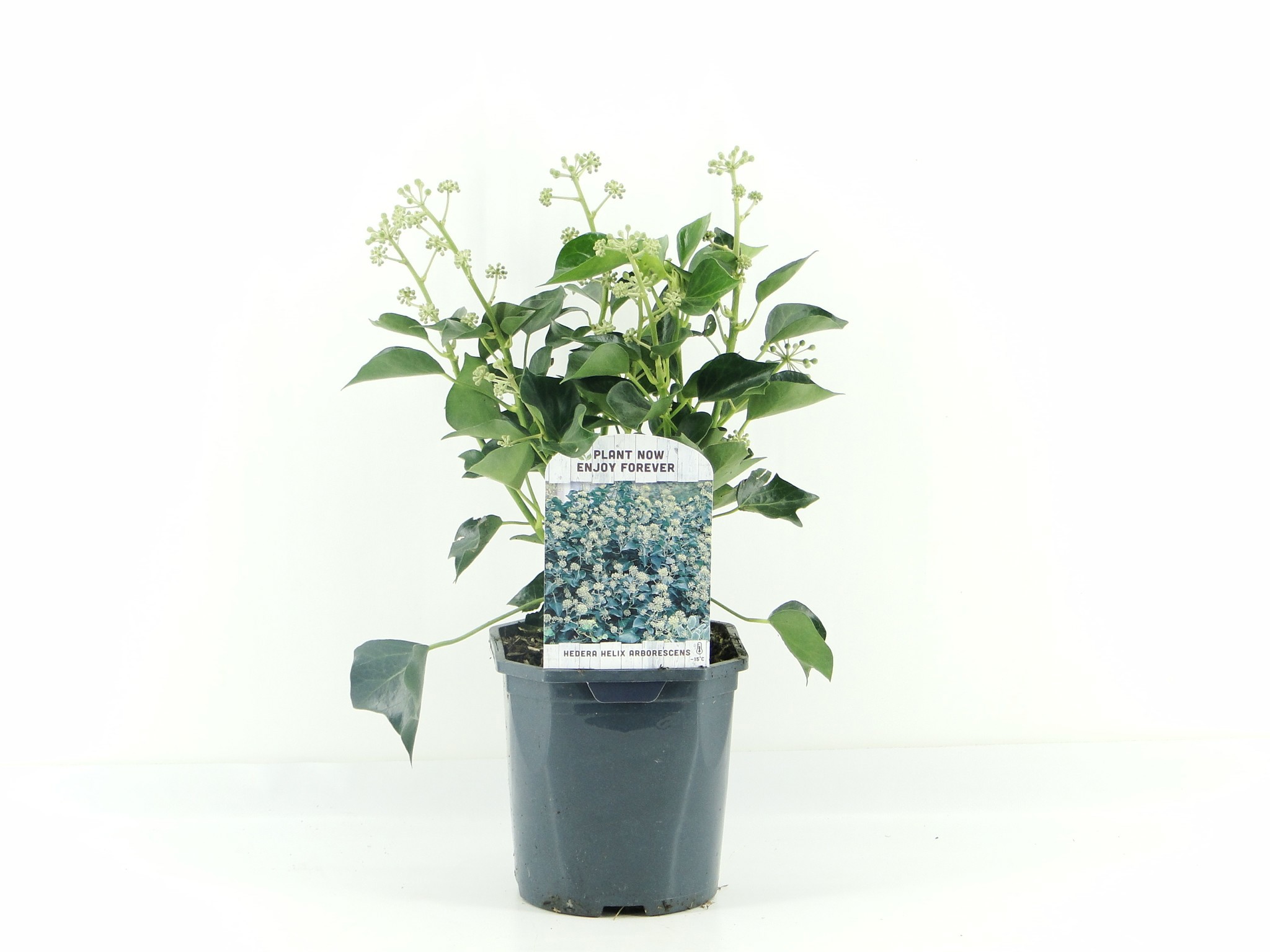 Picture of Hedera Helix Arborescens