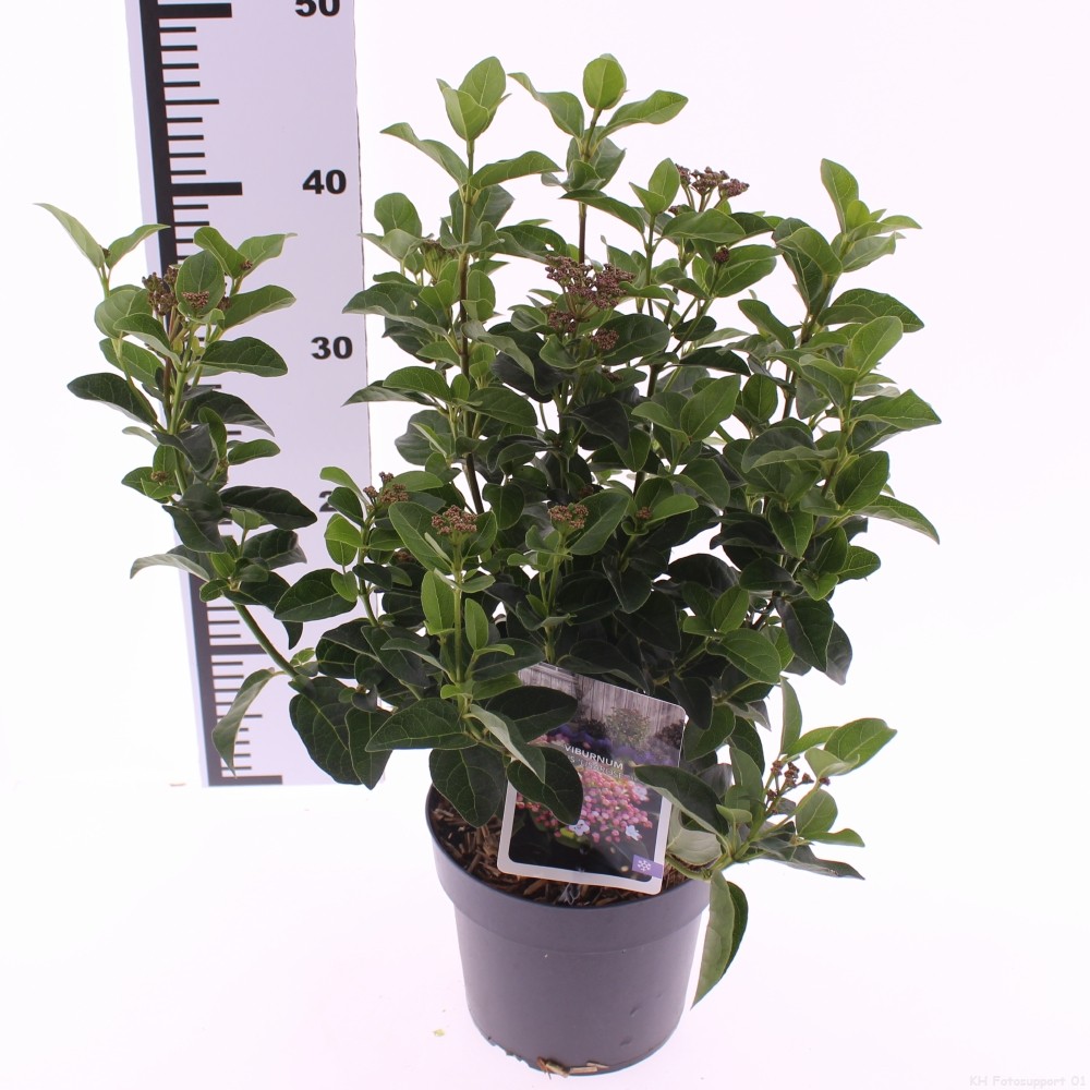 Picture of Viburnum tinus 'Lisarose'