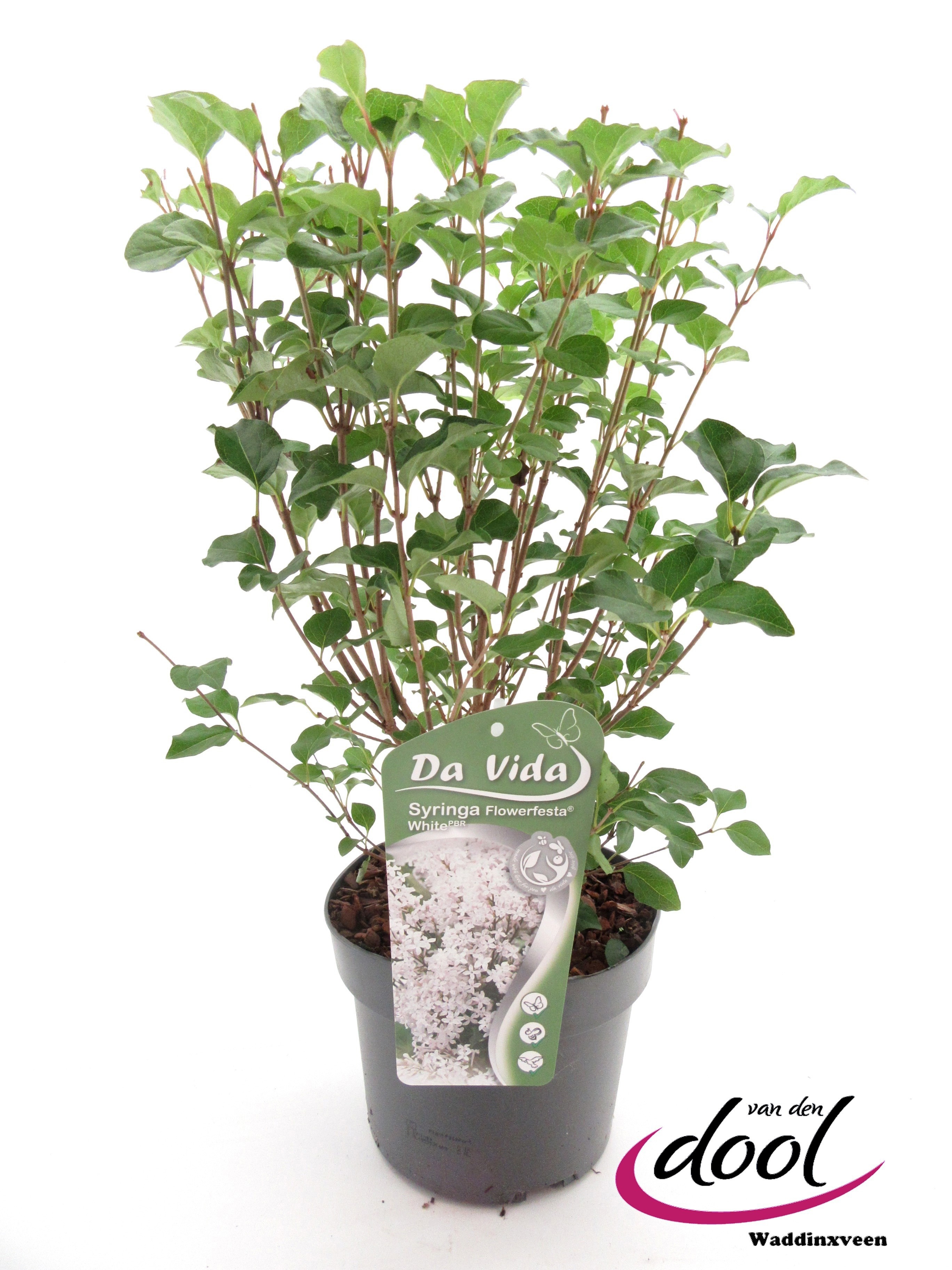 Picture of Syringa Flowerfesta White