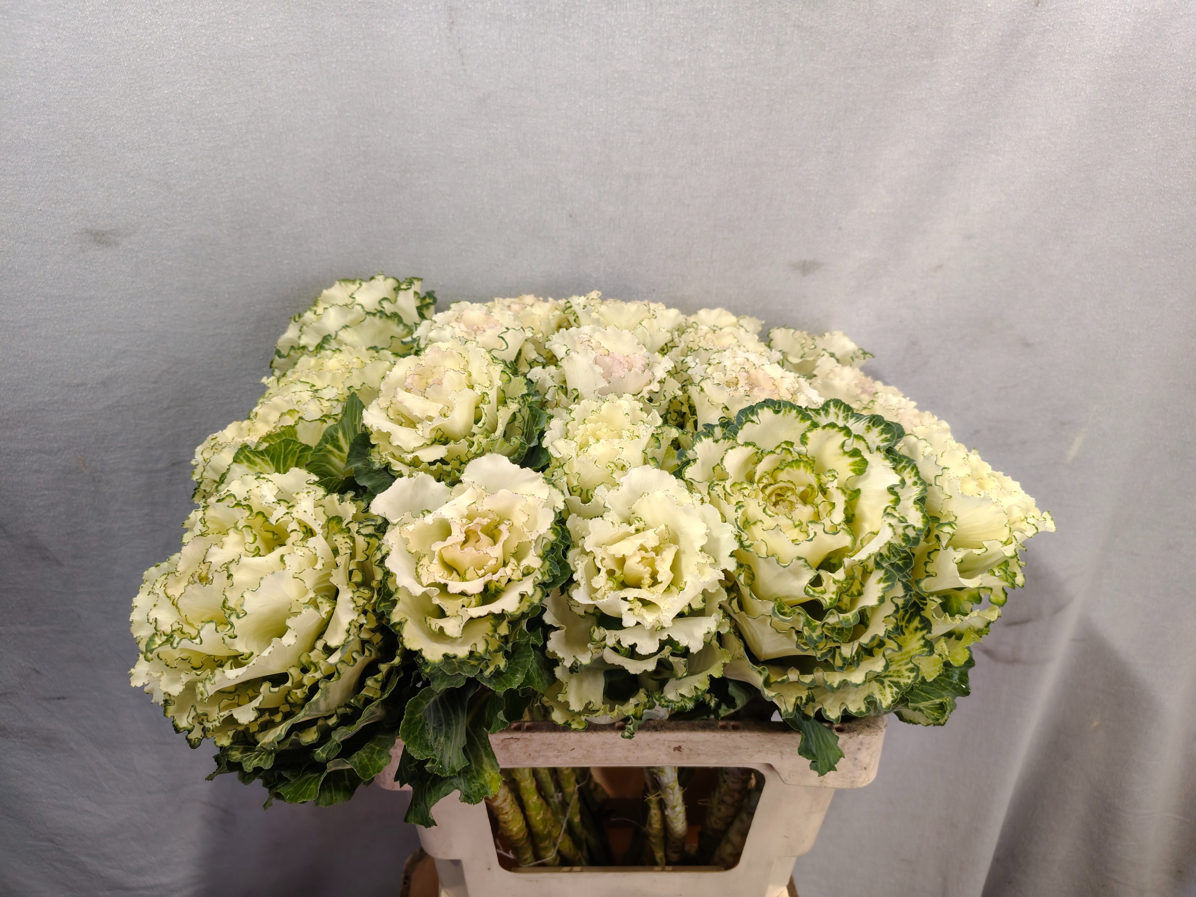 Brassica White Lady 60cm