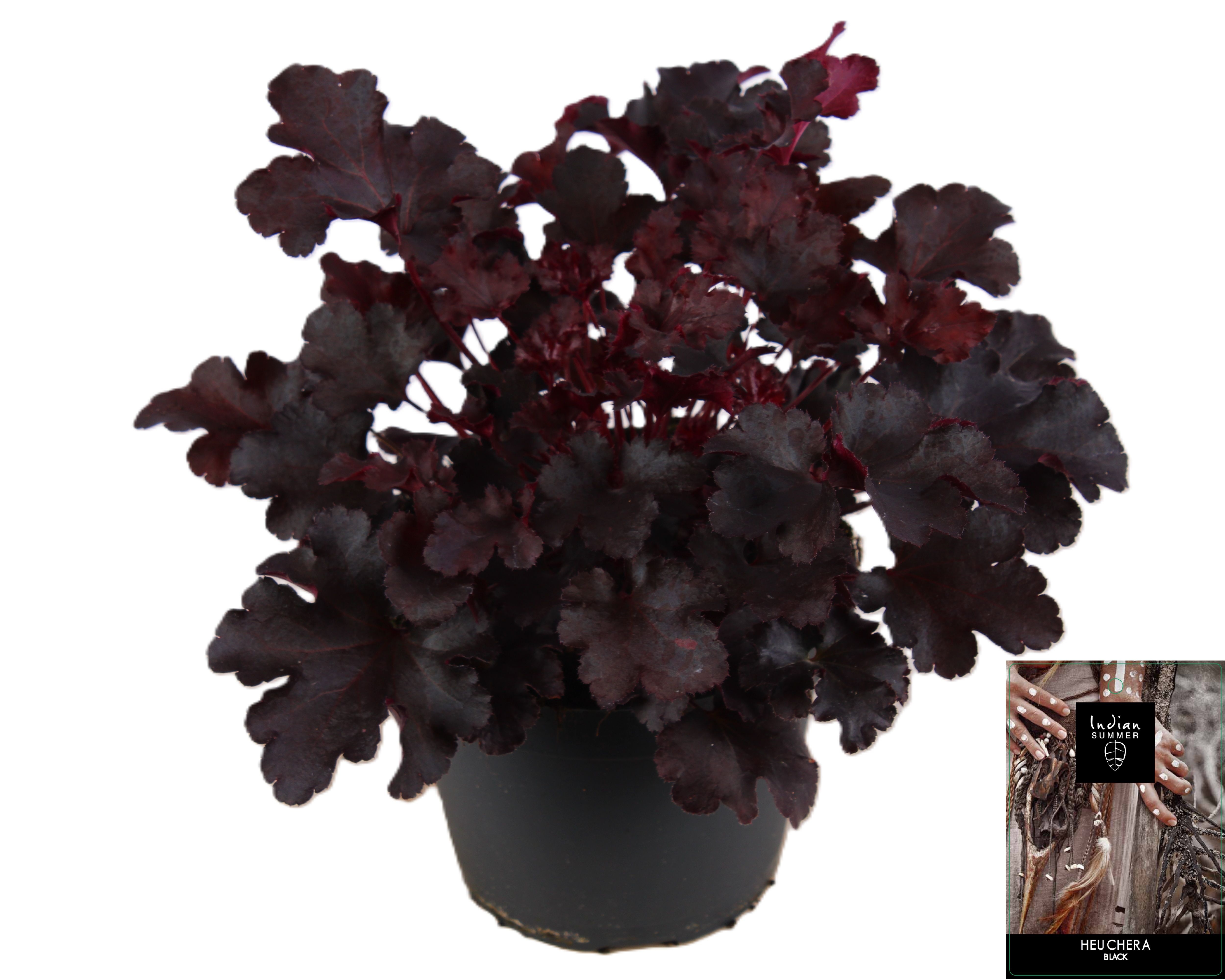 Picture of Heuchera Indian Summer Black