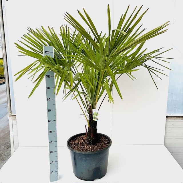 Picture of Trachycarpus fortunei C35 140-160