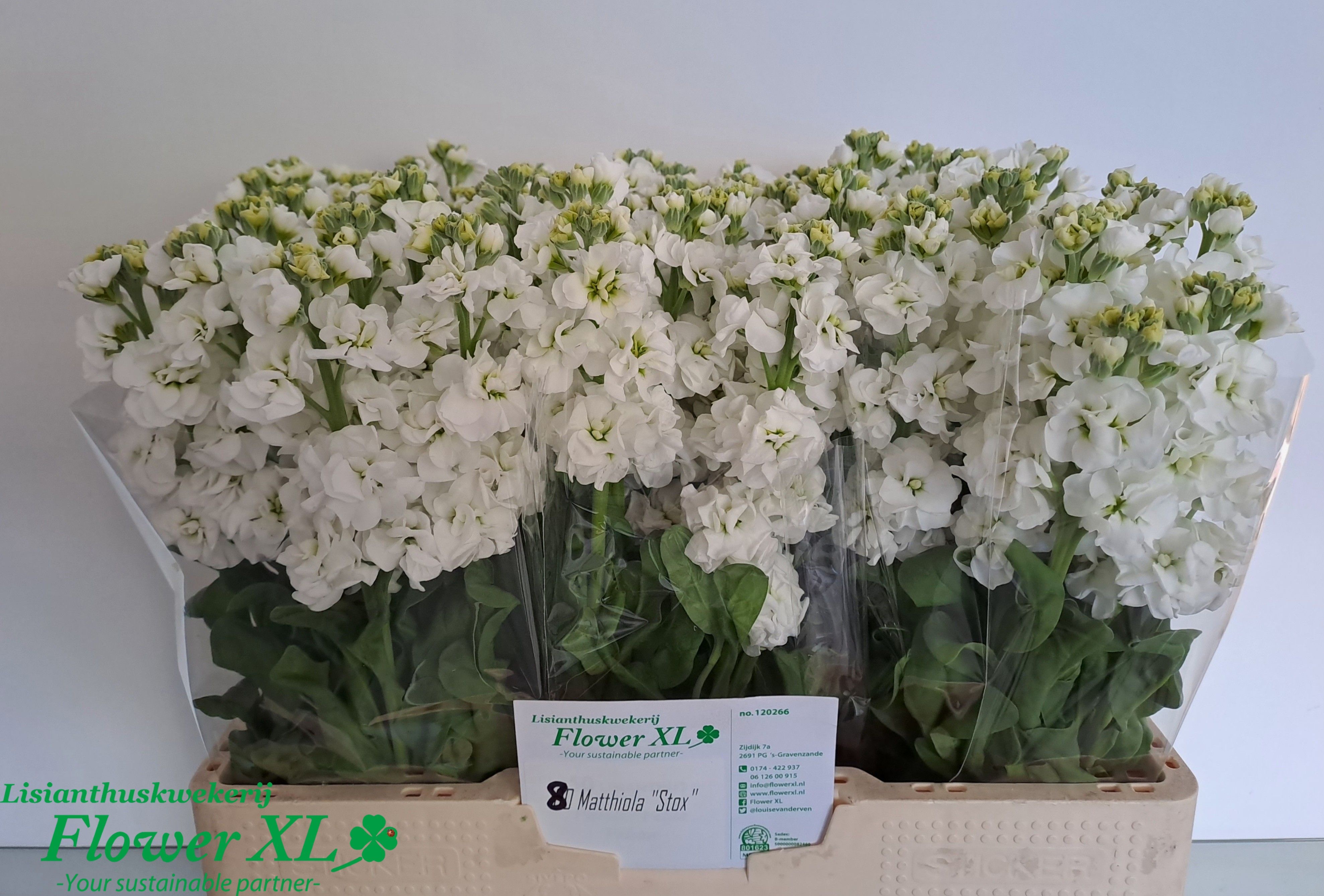 Matthiola Stox White 50cm