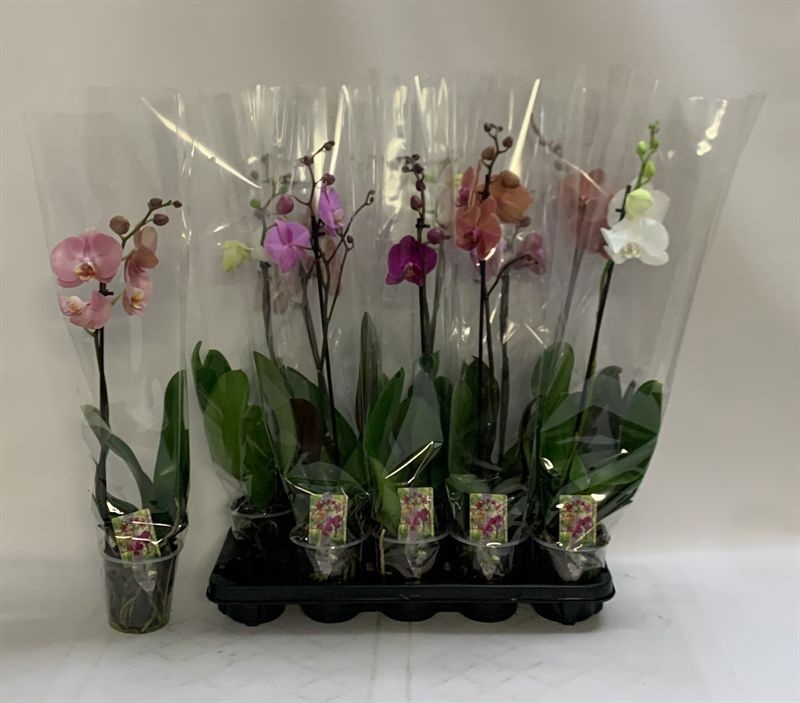 Phalaenopsis Asst 12Ø 60cm