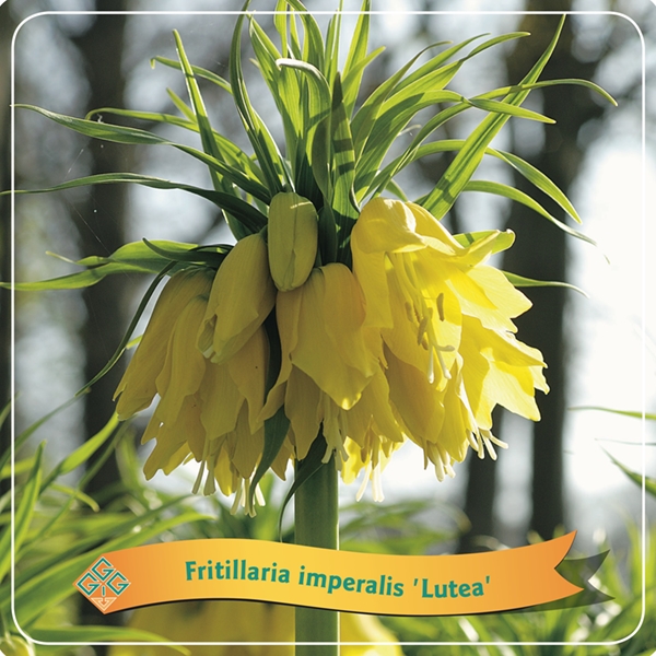 Picture of Fritillaria Mix shelve C5