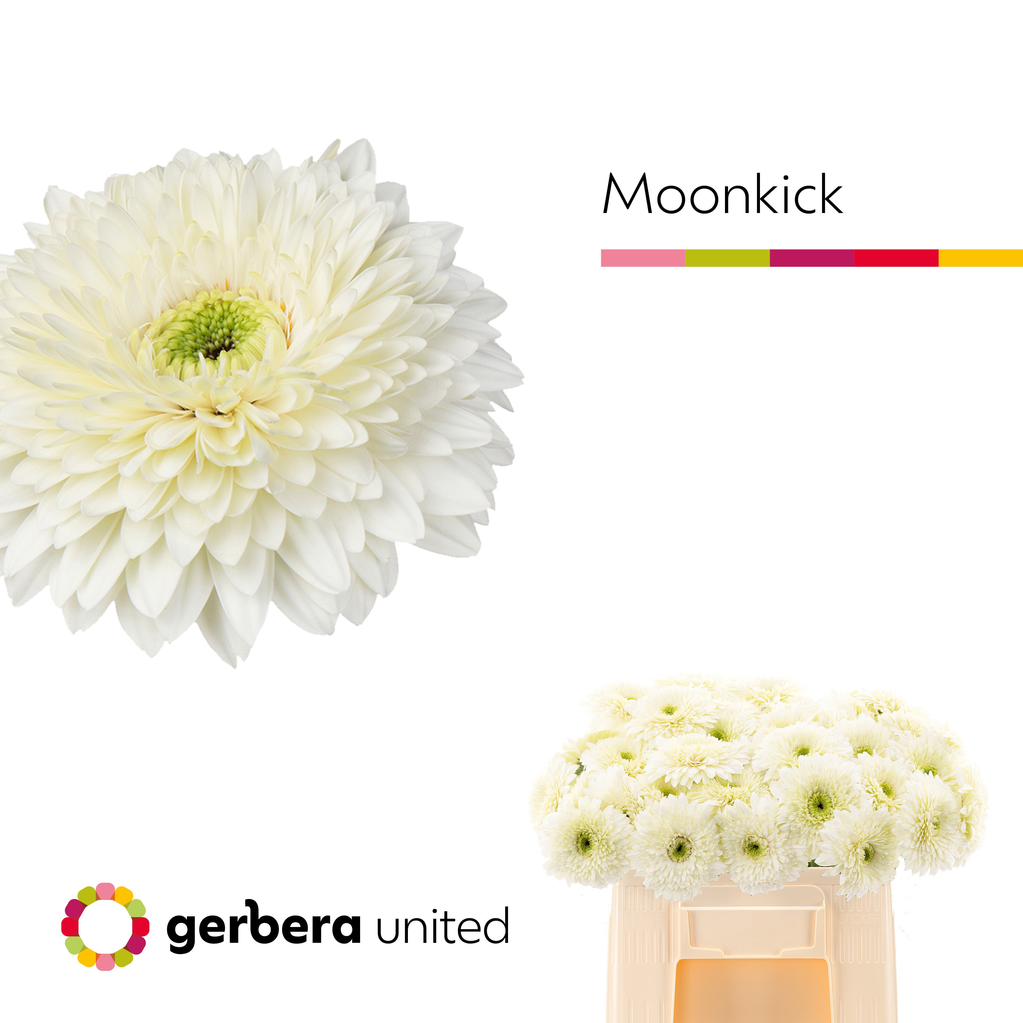 Gerbera Gerrondo Moon Kick