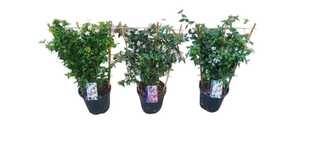 Abel Grandiflora 17P 60H