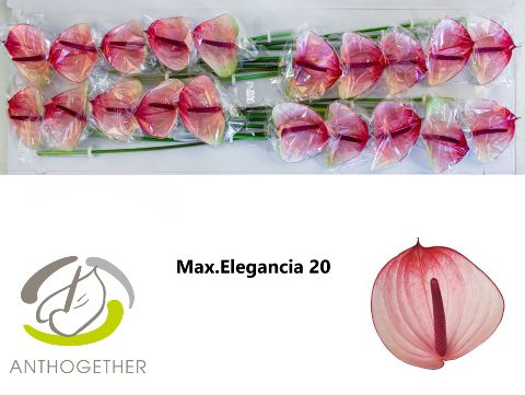Anth A Max Elegan
