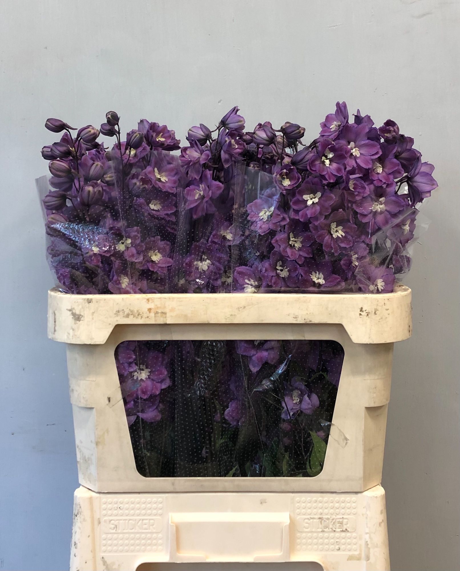 Delphinium El Dewi Pink Floyd 80cm