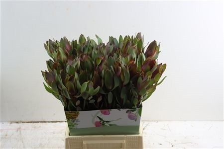 Leucadendron Safari Sunset 50cm