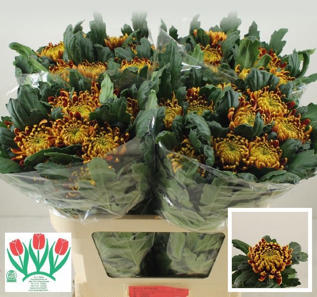 Chrys Single Fuego 70cm 110gram