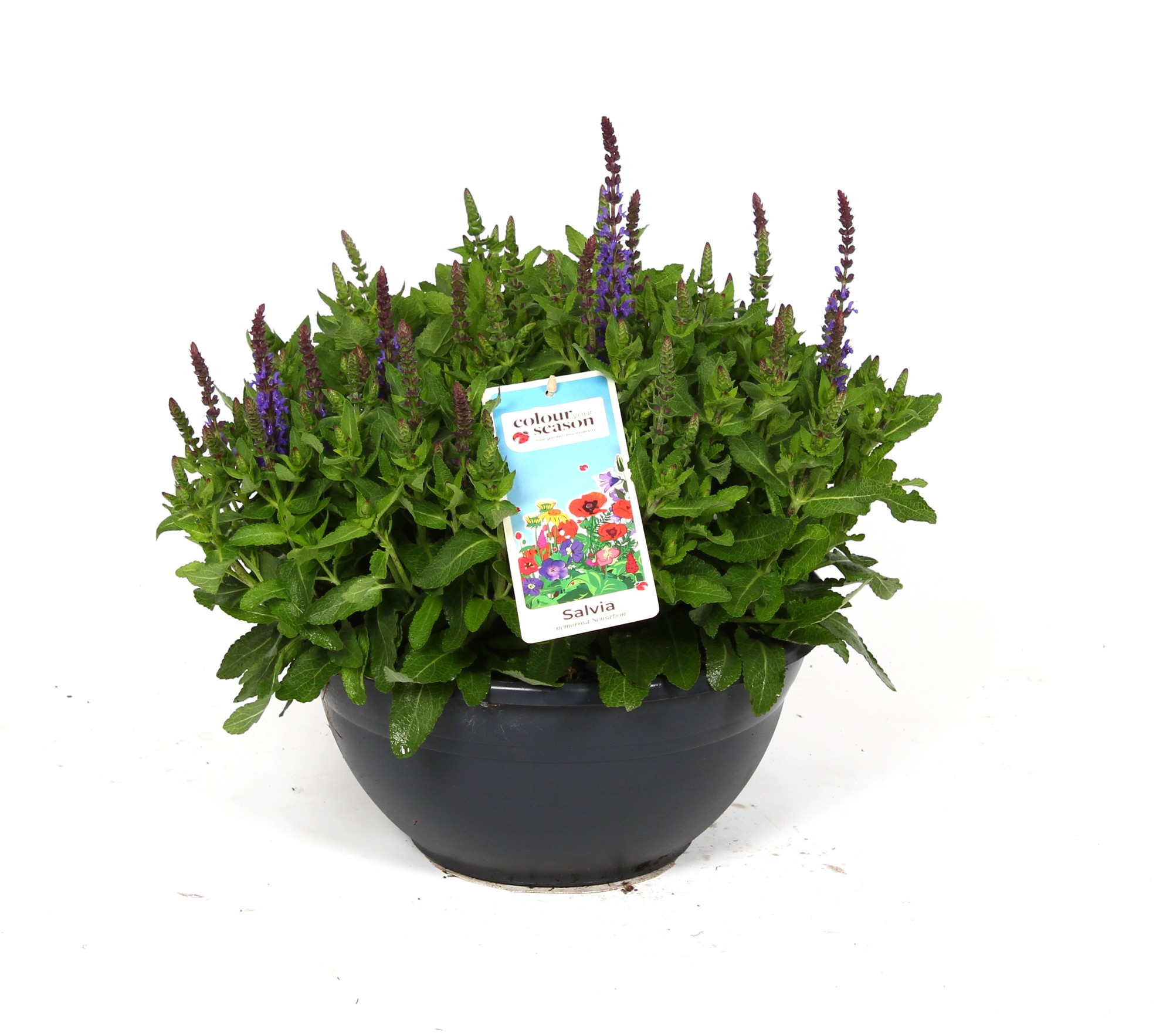 Salvia nem. Sensation Deep Blue Compact | Salvia | Salvia | Цветущие  садовые многолетники | Цветущие садовые растения | Садовые растения | Все  продукты | OZ Planten