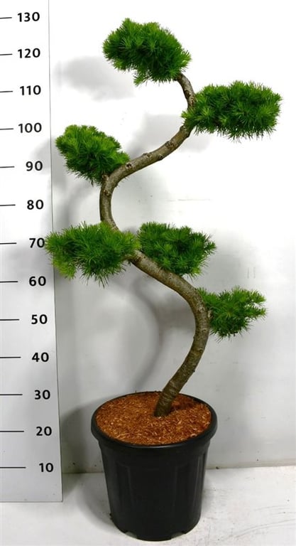 Picture of Larix kaempferi