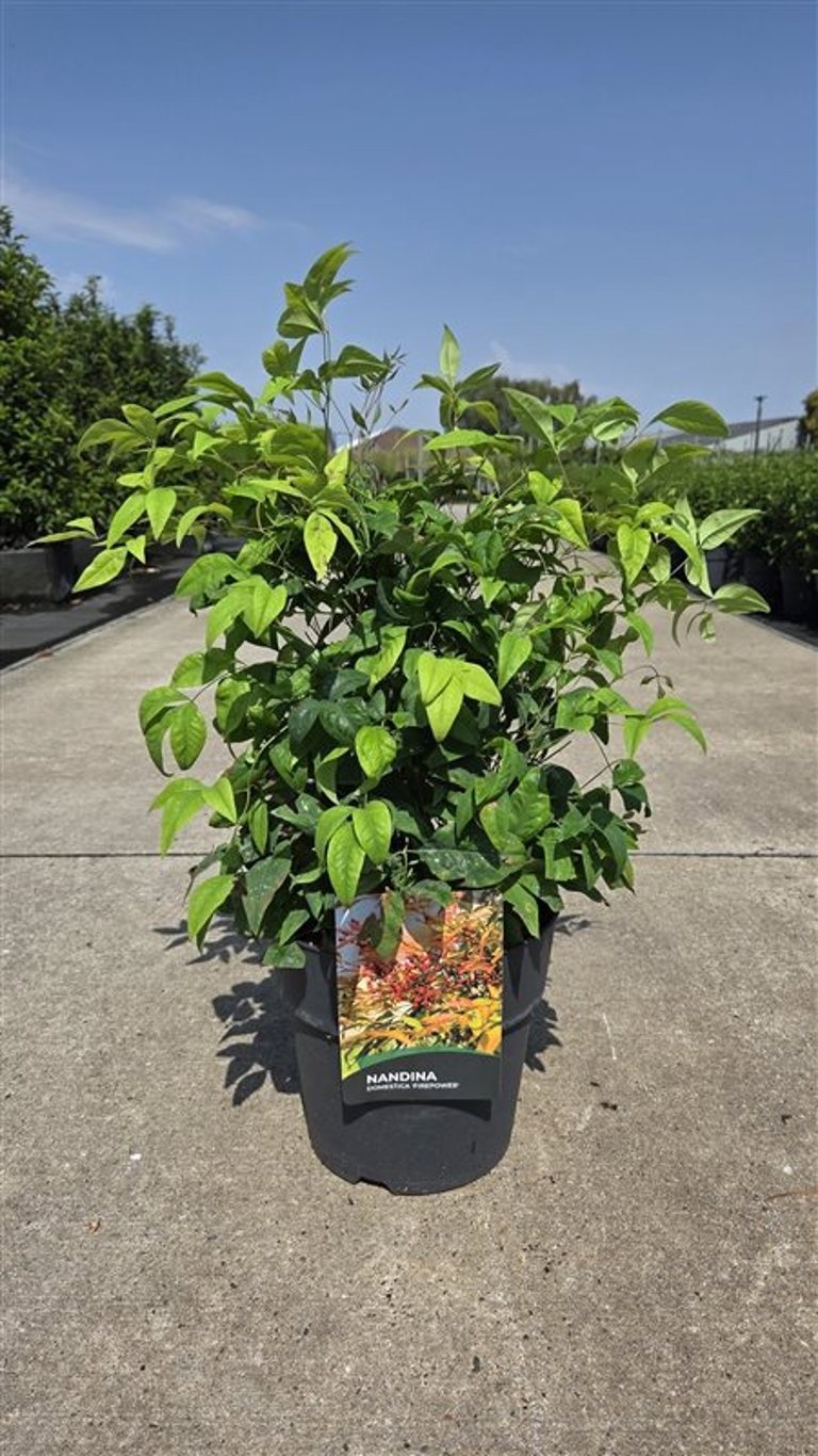 Nandina domestica 'Fire Power'