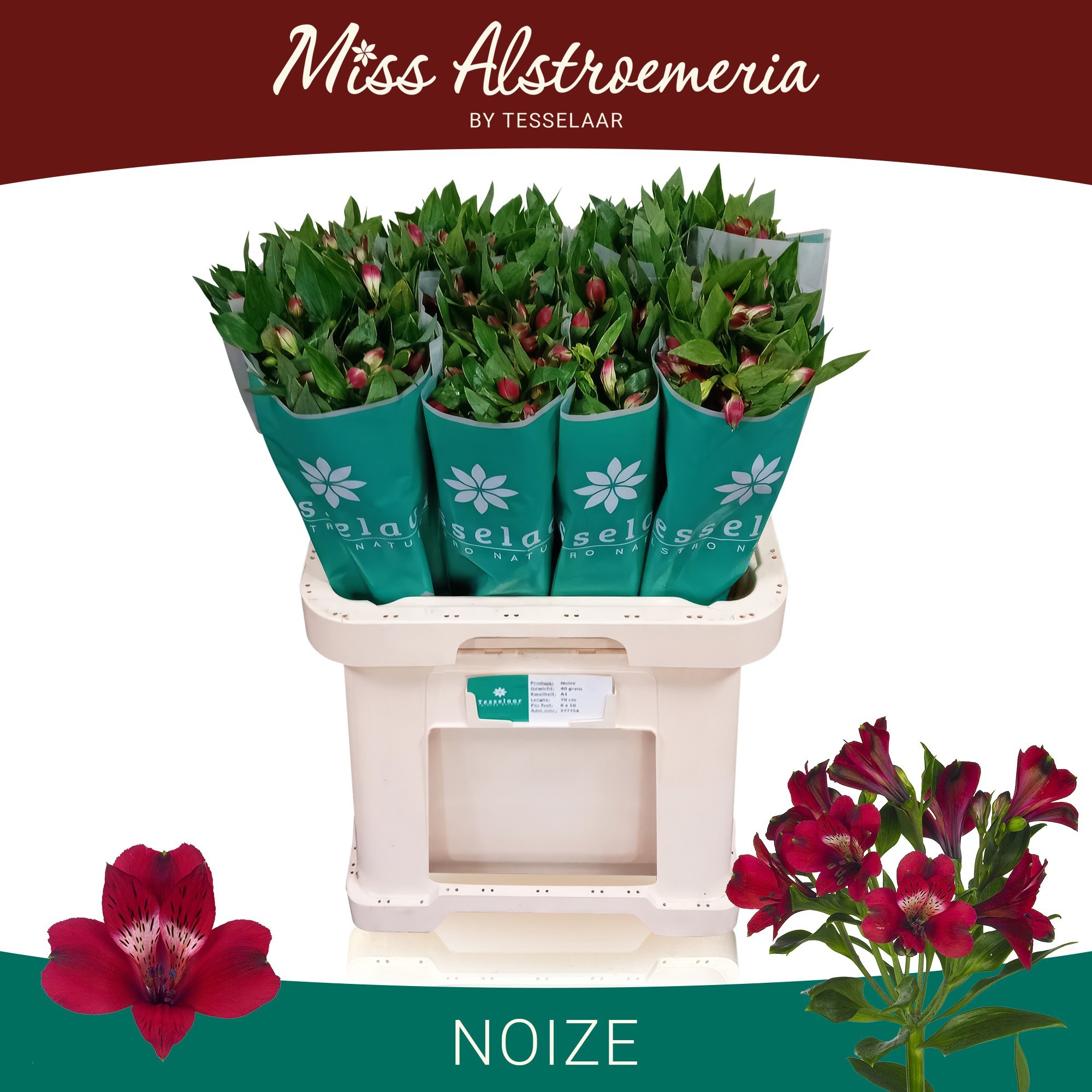 Alstr Noize Red 70cm 40gram