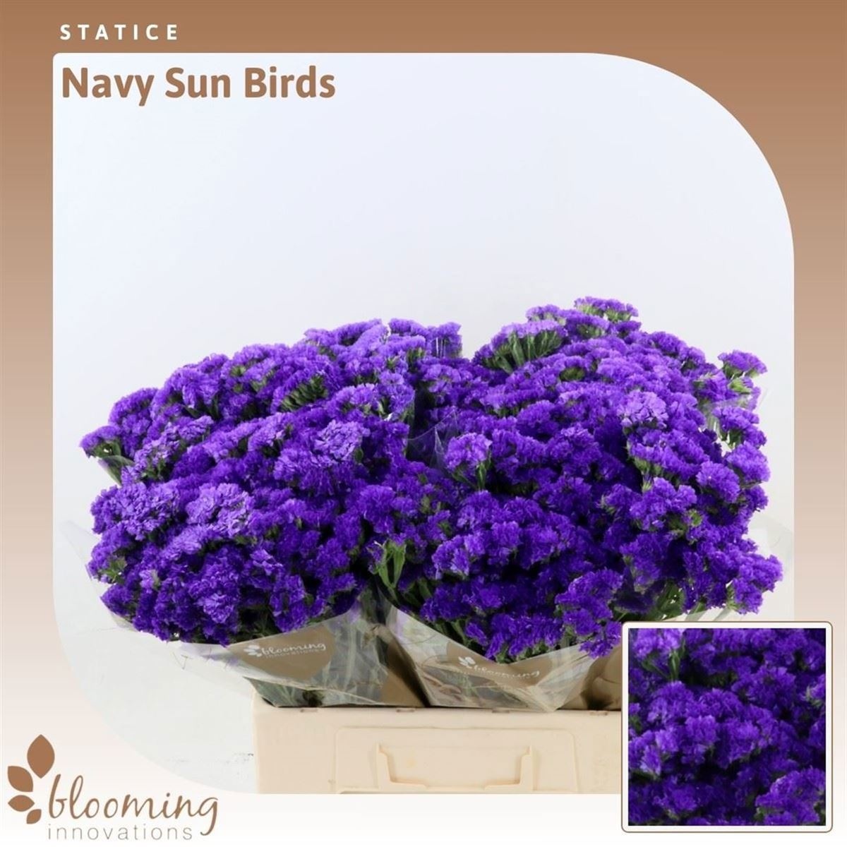 Limonium St Navy Sun Birds 60cm 30gram