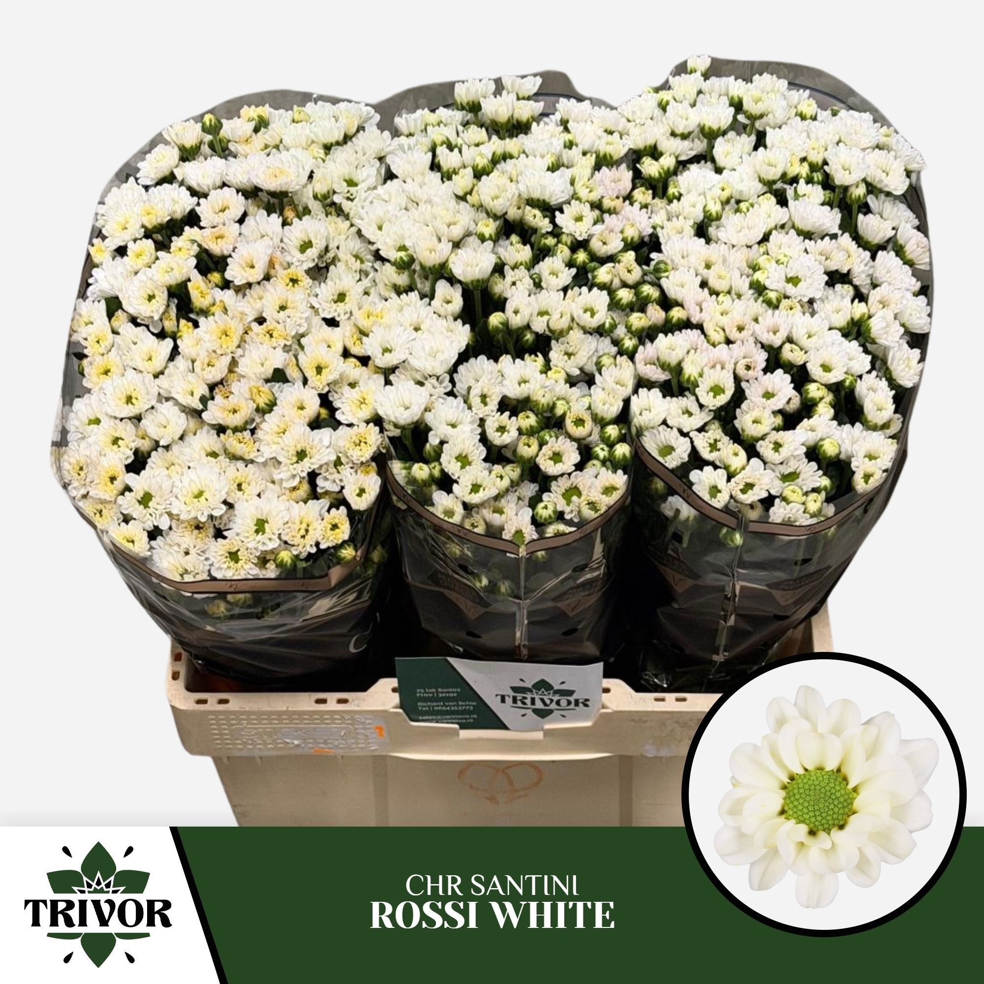Chrys Santini Rossi White 45cm 100Ø