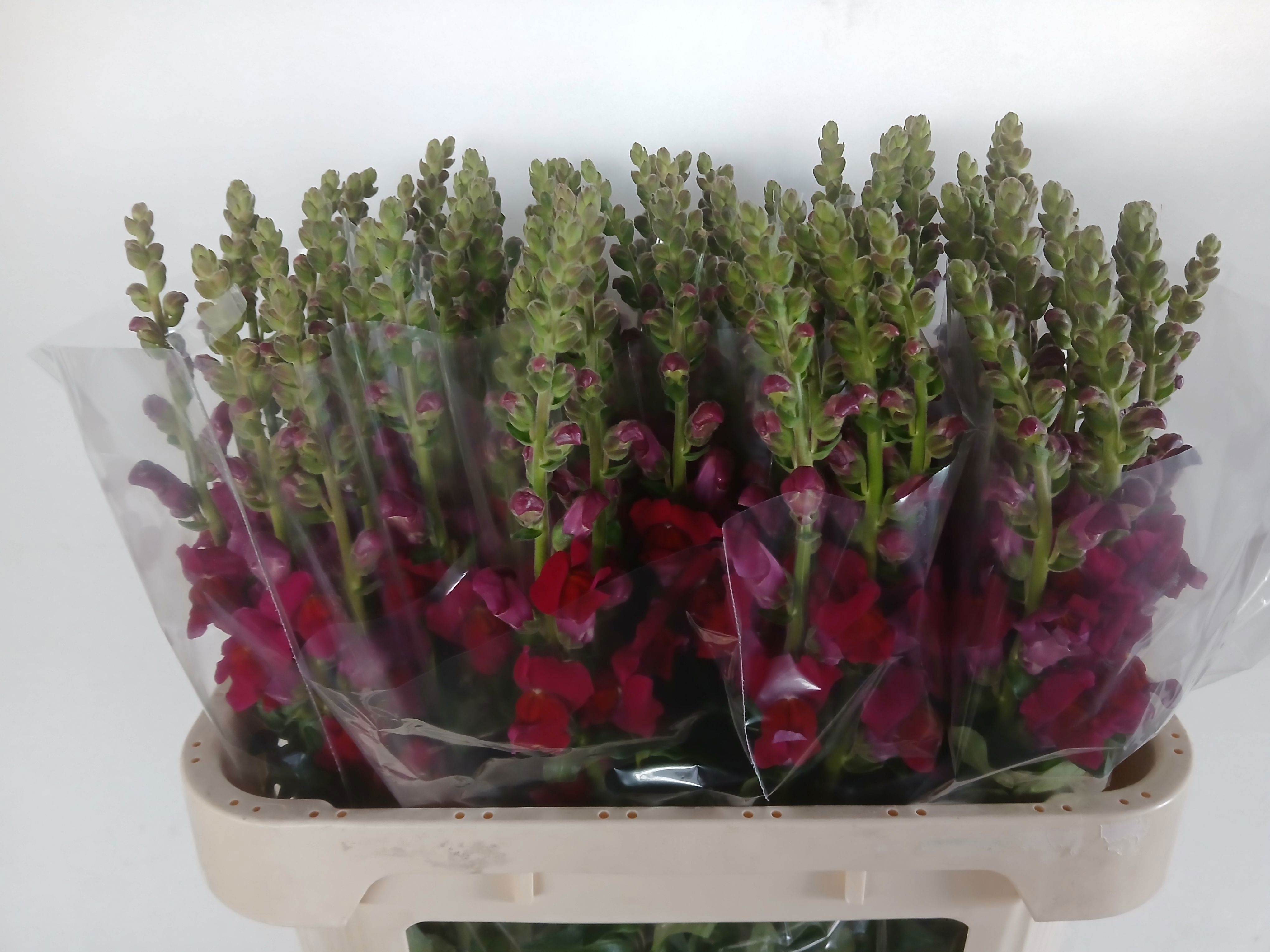 Antirrhinum Antibes Red 70cm