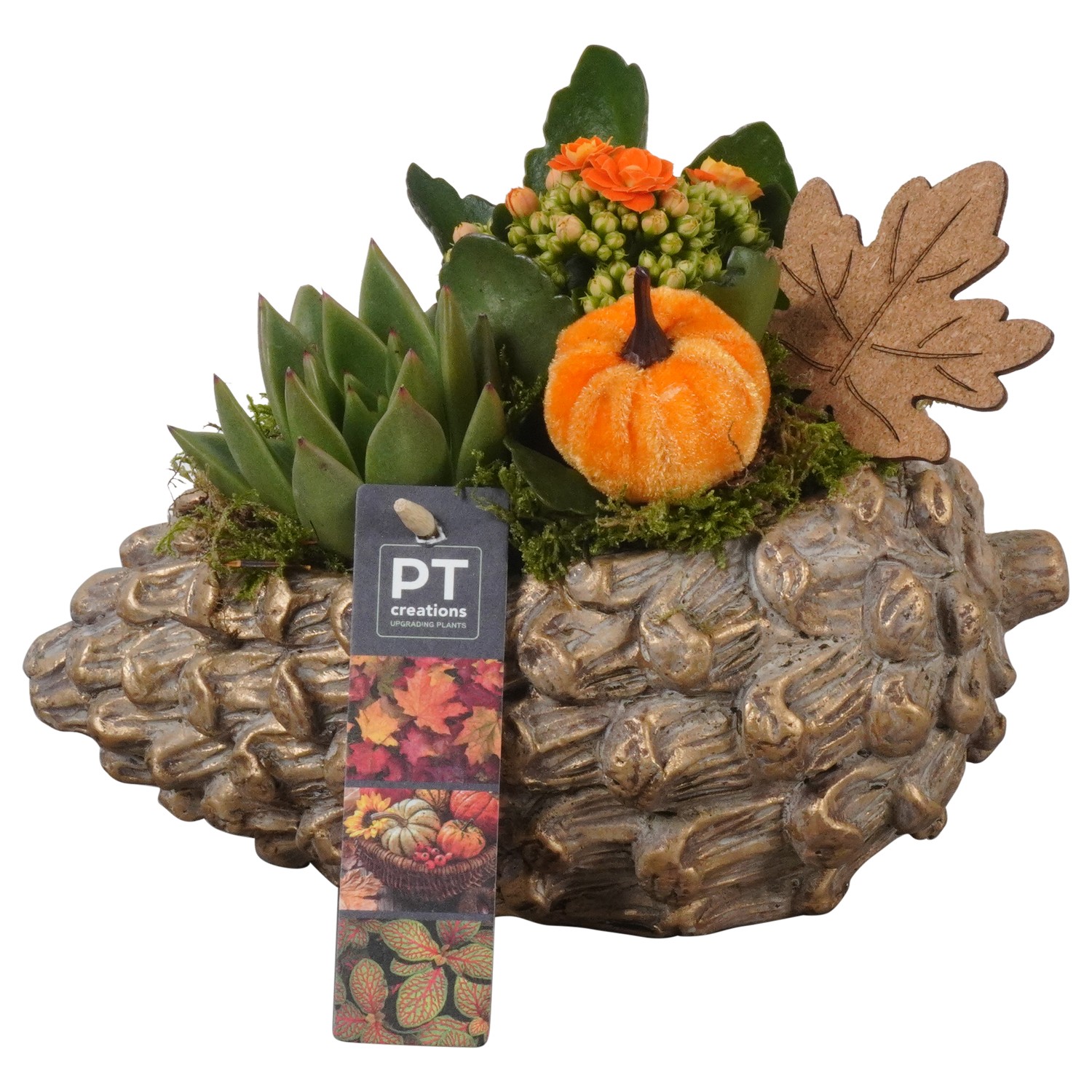 Picture of Arrangement Autumn Indoor in concrete pinecone PTHI7158 P23 18cm