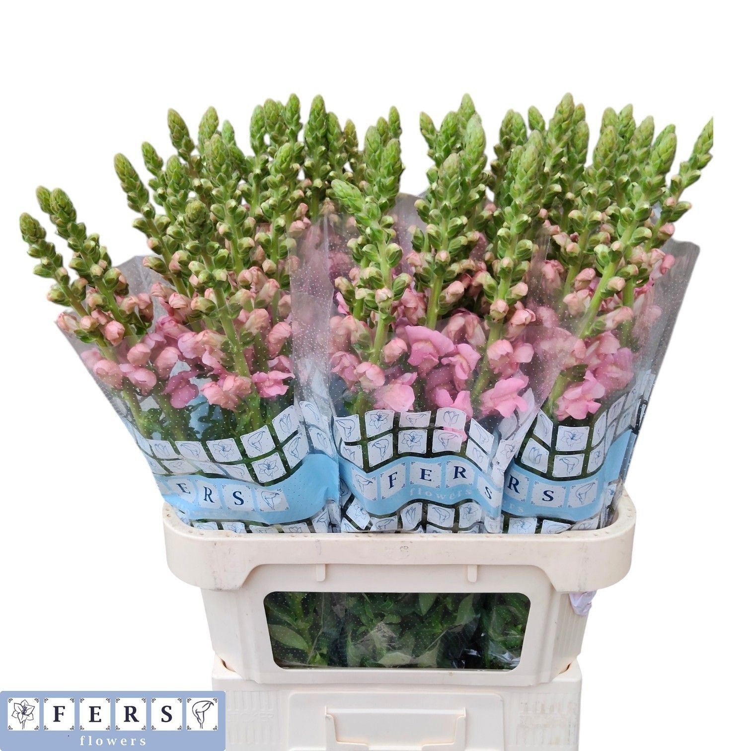 Antirrhinum Poto Pink 80cm
