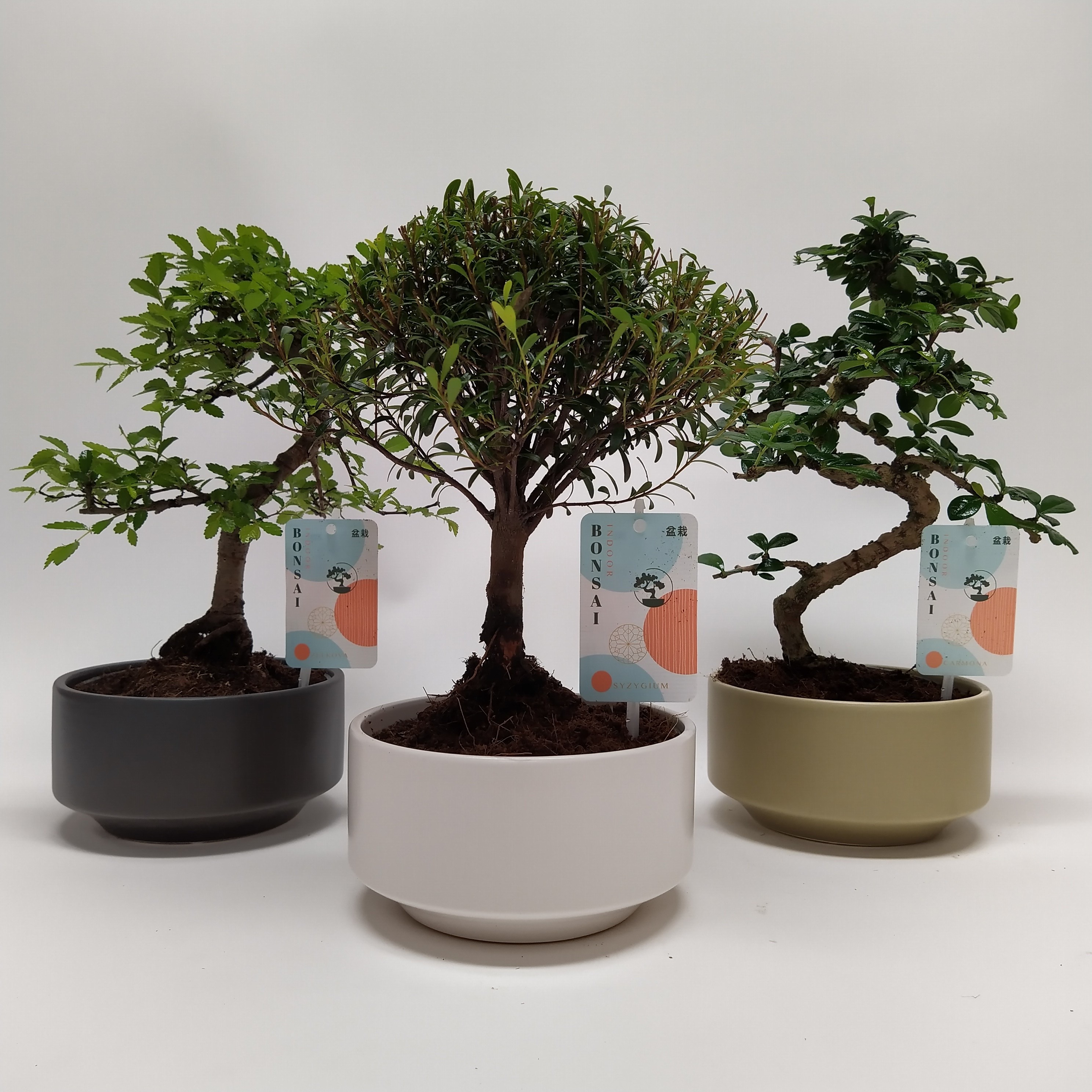 Picture of Bonsai in varieties Pure (indoor) CERAMIC-15-CM-BOWL