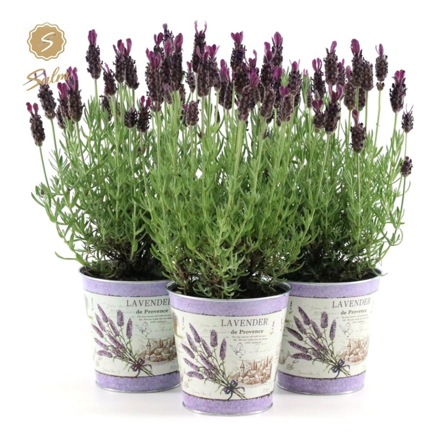 Picture of Lavandula st. Anouk Collection in Zinc Lavender P12 ZINC