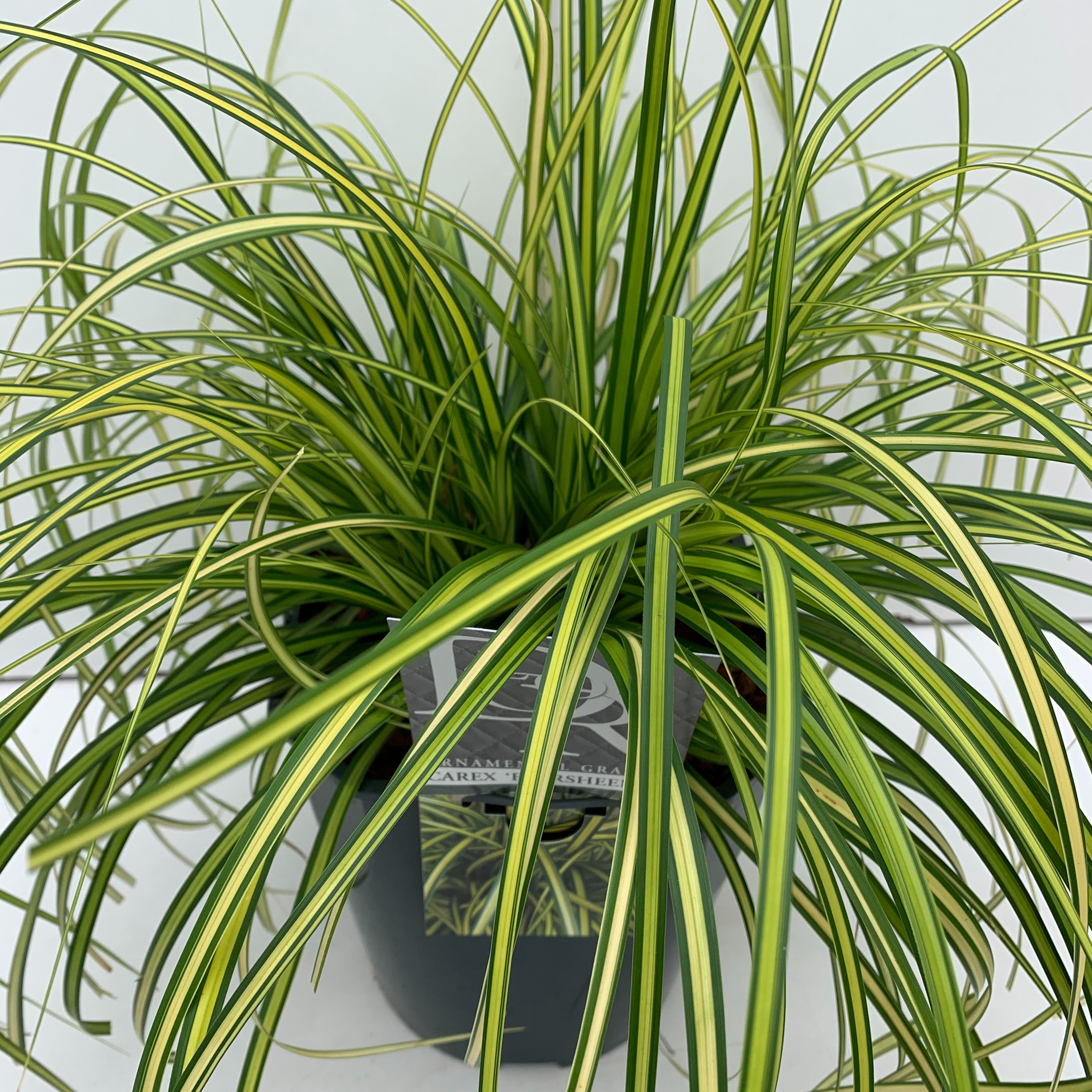 Picture of Carex Eversheen P23 (5 Ltr) SQUARE (LOOSE)