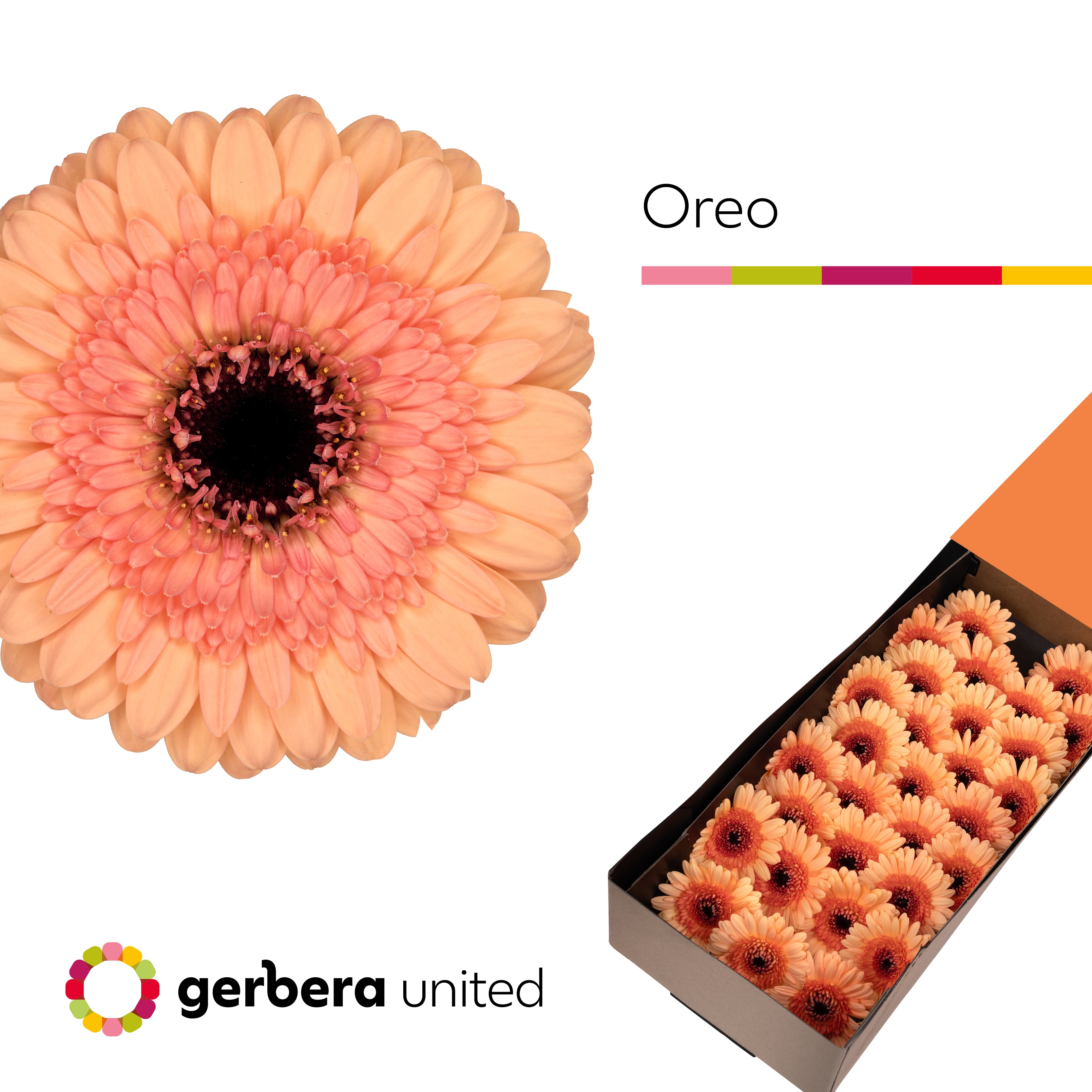 Ge Mi Oreo
