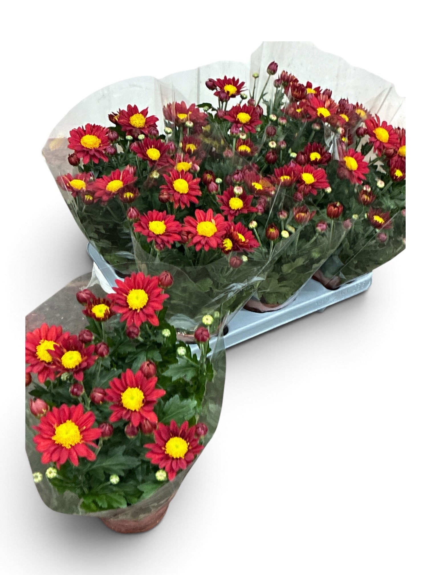 Chrys Ane Red 12Ø 30cm