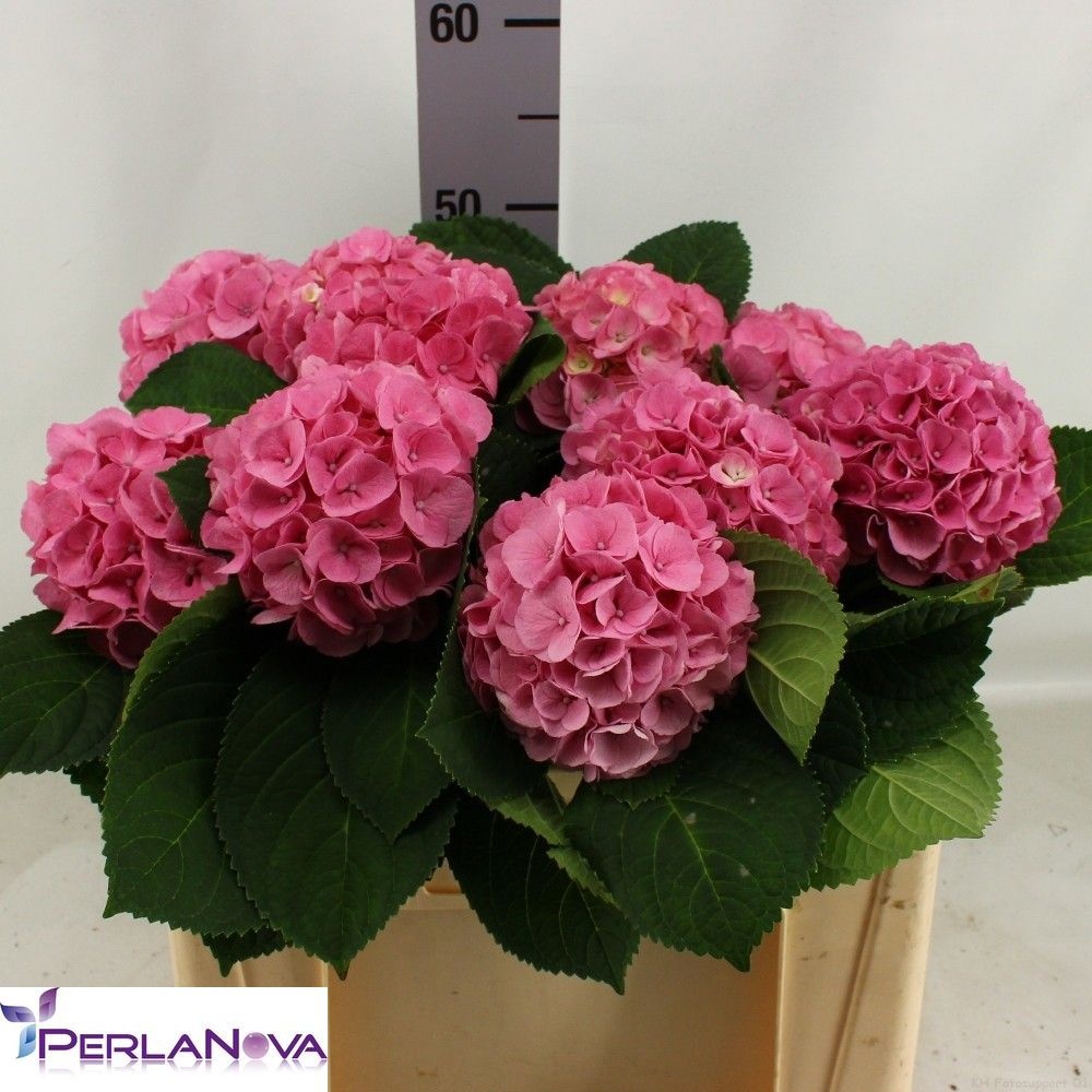 Hydrangea My Beautiful Heaven 50cm 13Ø
