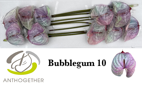 Anth A Klb 'bubblegum' H% 10