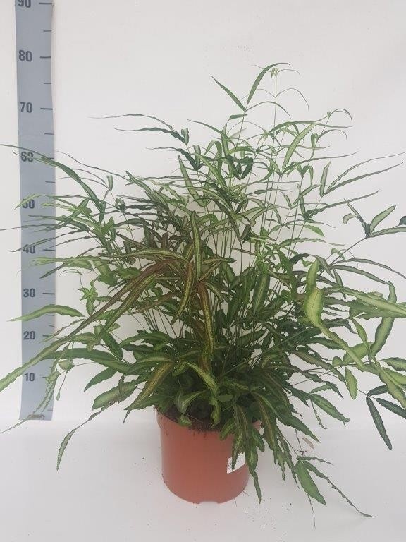Pteris Albolin(cret) 24Ø 65cm