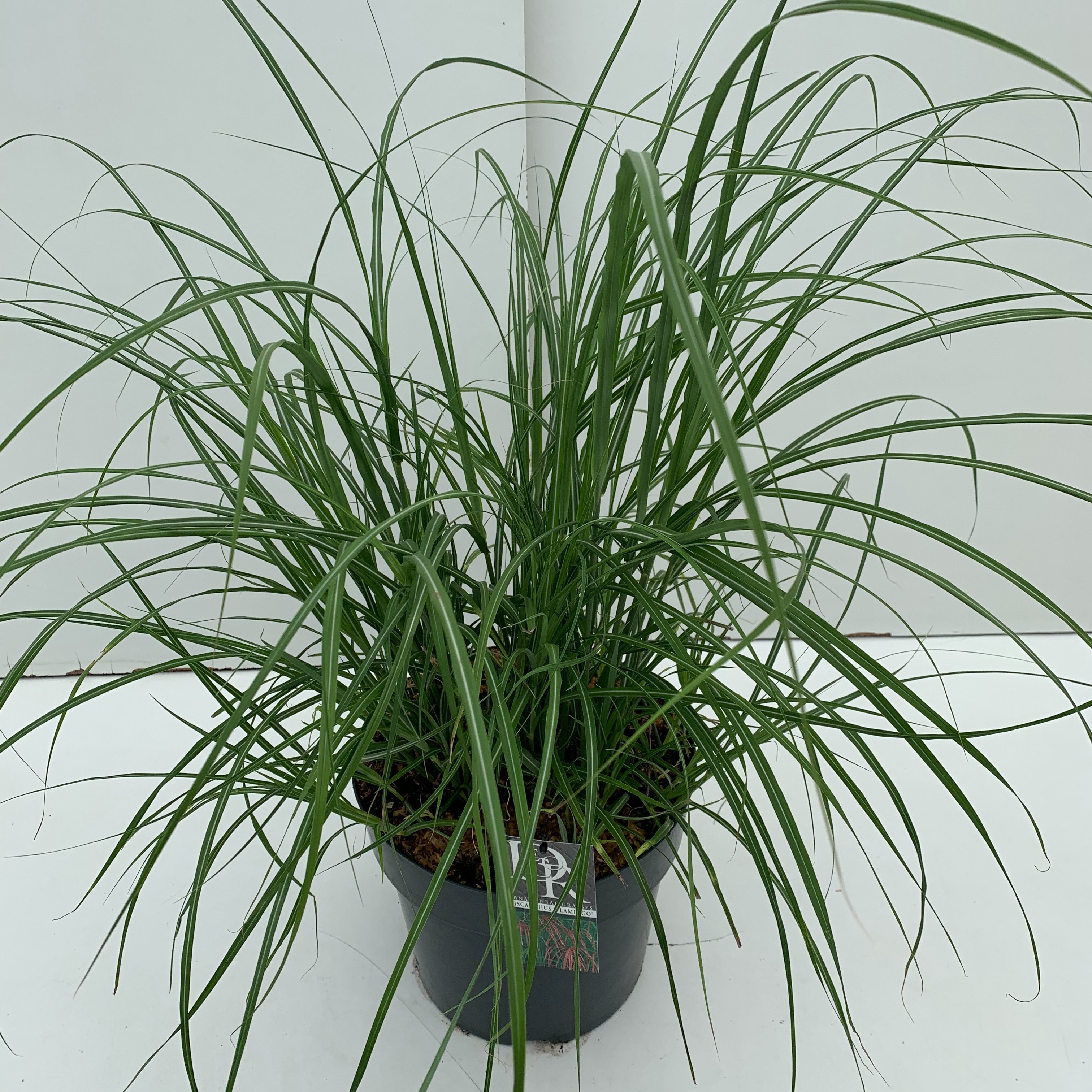 Miscanthus sinensis 'Flamingo'