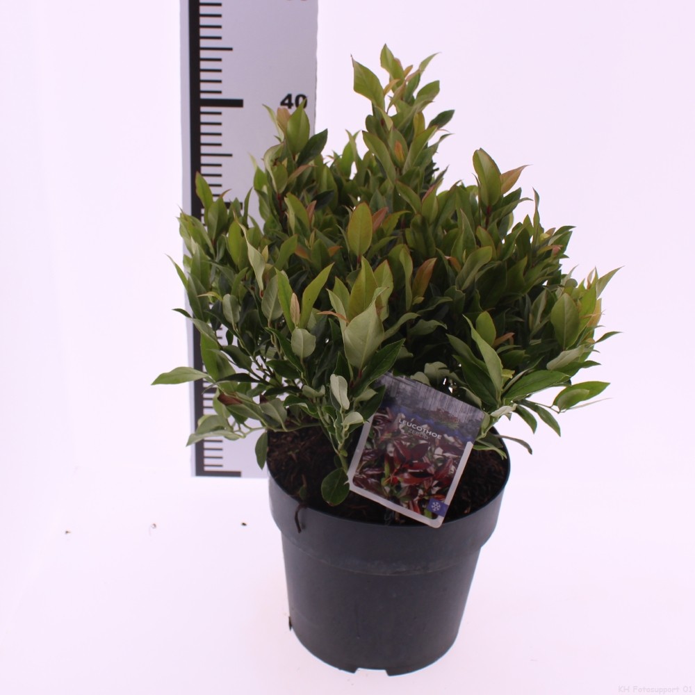 Picture of Leucothoe 'Zeblid'