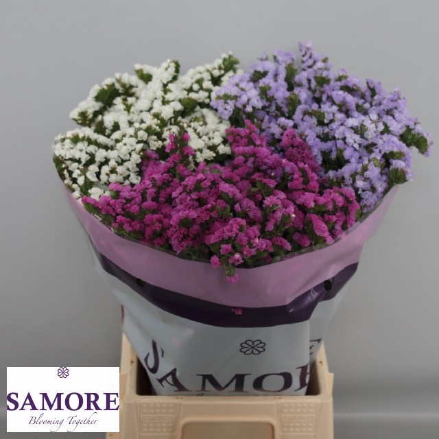 Limonium St Mixed 45cm 12gram