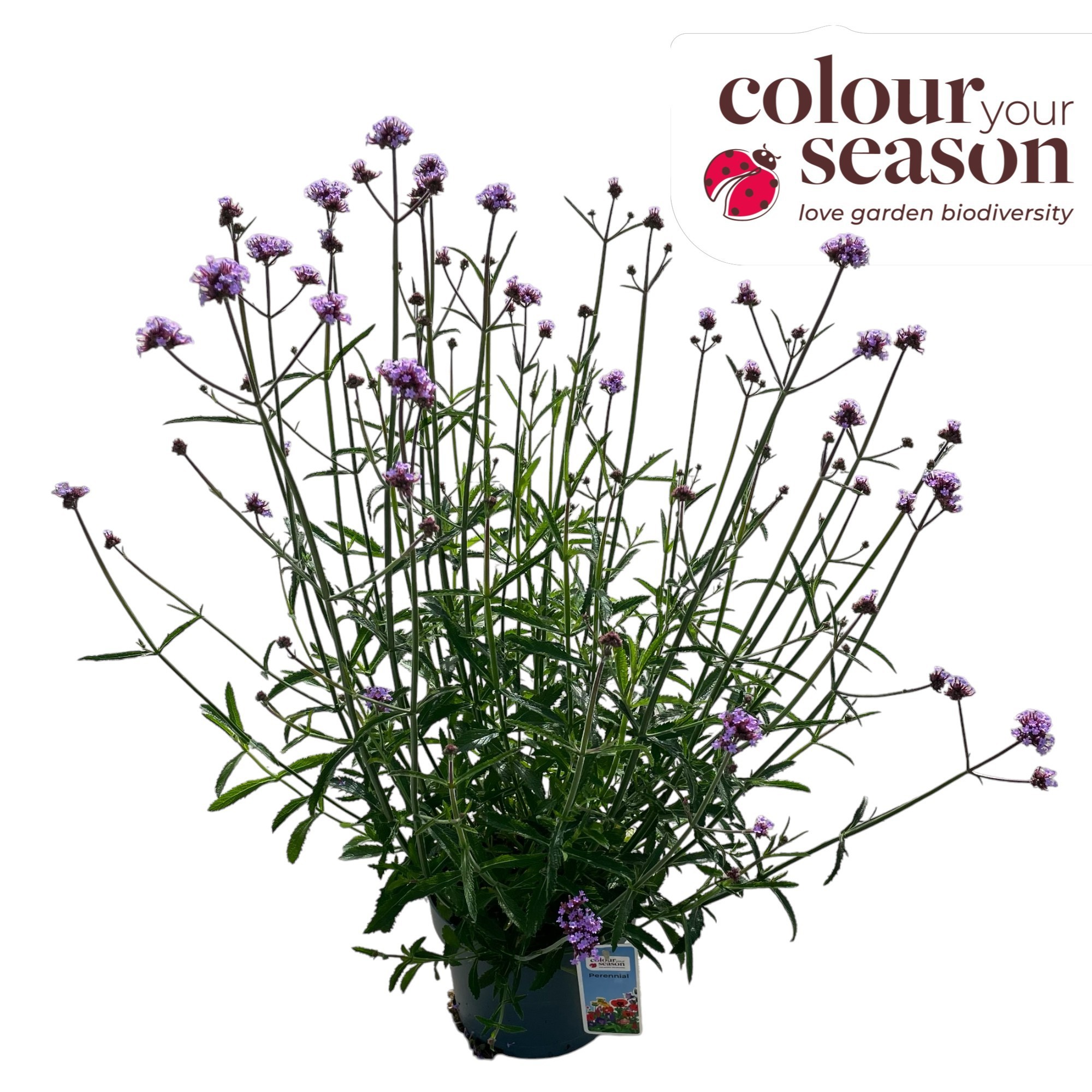 Verbena bonariensis Bonnie Blue
