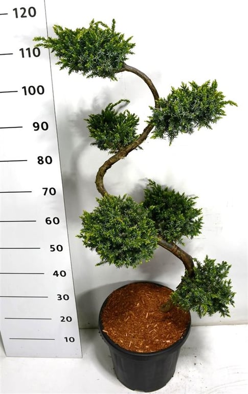 Picture of Juniperus chin. 'Blue Alps'