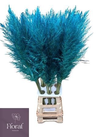 Cortaderia Selloana Dried 120cm