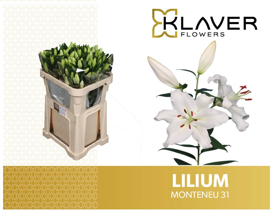 Lilium Or Monteneu 70cm 3/5bl