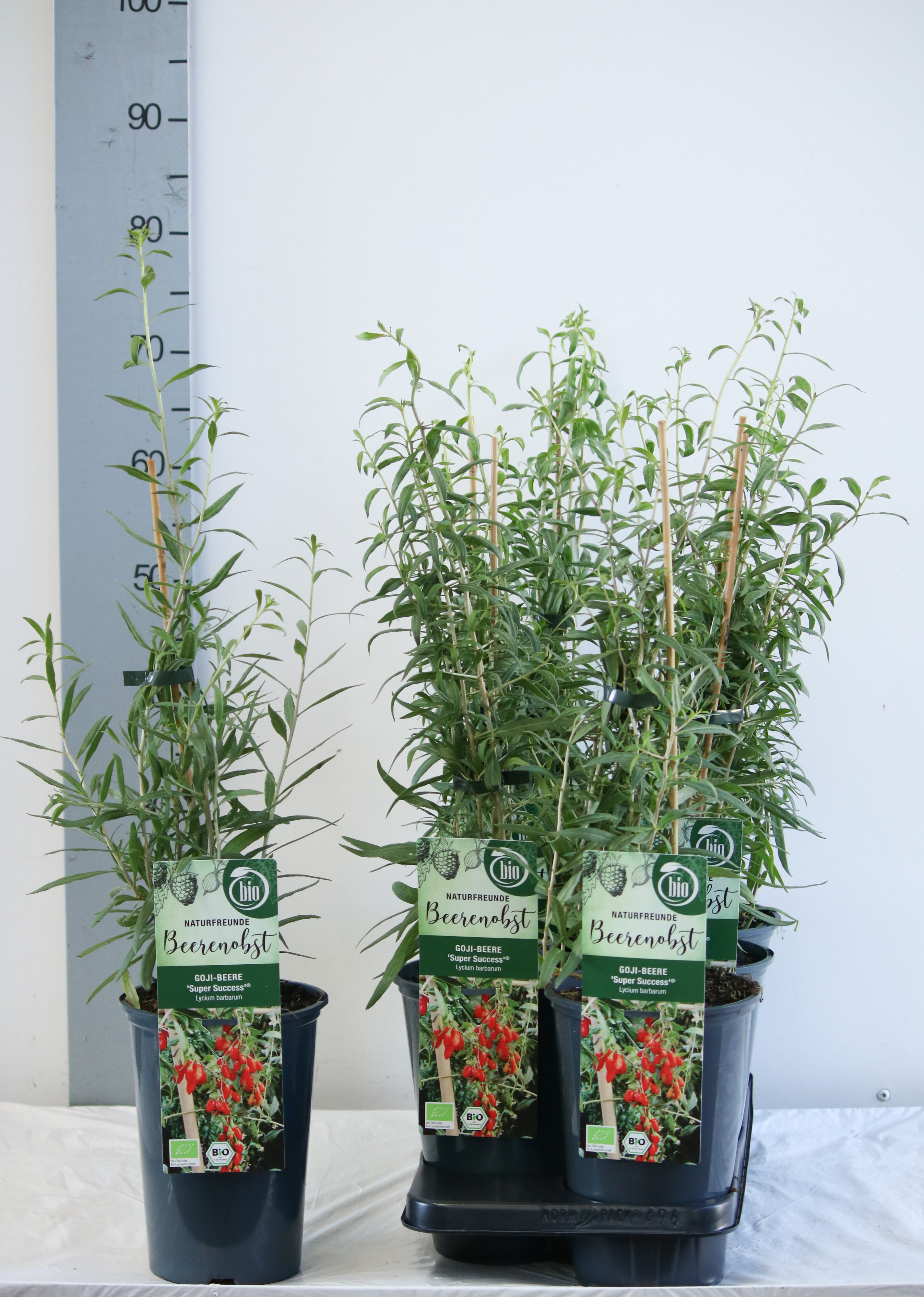 Lycium barbarum 'Super Success'' bio
