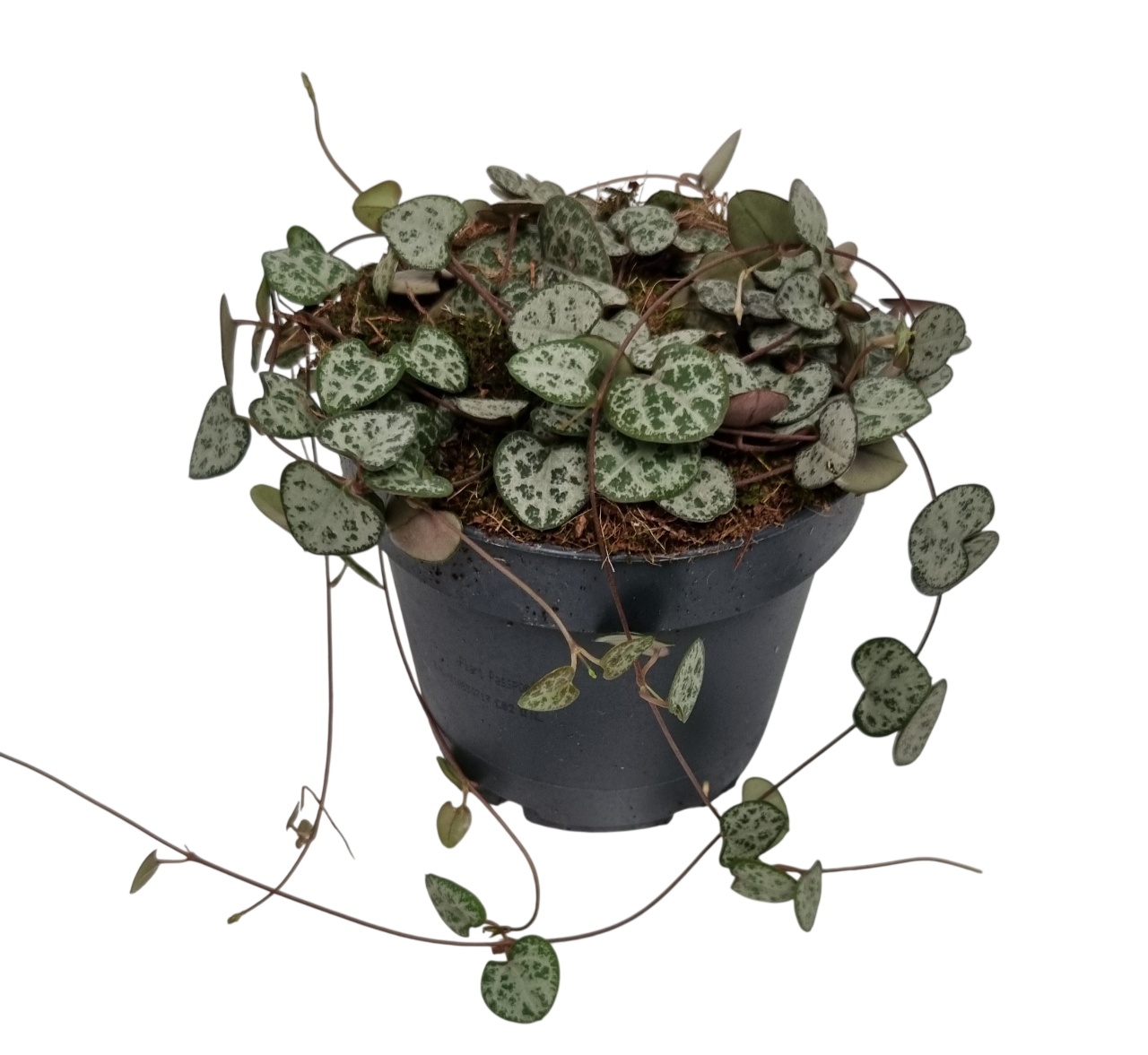 Ceropegia Woodii Sup 12P 10stek 10rank