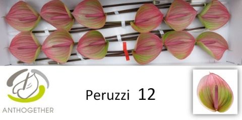 Anth A Peruzzi