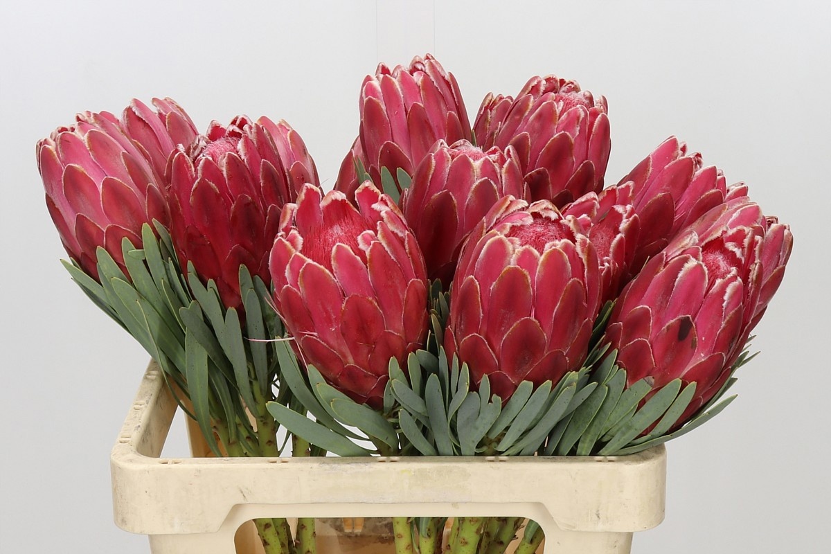 Protea Venus 60cm